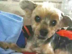 Cachorro raça Yorkshire idade 6 ou mais anos nome BRUCE
