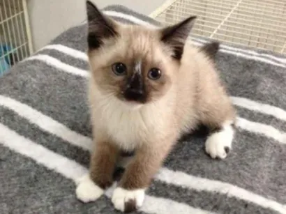 Gato raça Siamês idade Abaixo de 2 meses nome esta sem coleira