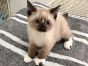 Gato raça Siamês idade Abaixo de 2 meses nome esta sem coleira