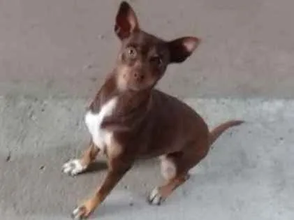 Cachorro ra a Pinscher  idade 2 anos nome Cloe