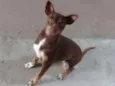 Cloe