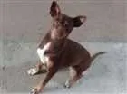 Cachorro raça Pinscher  idade 2 anos nome Cloe
