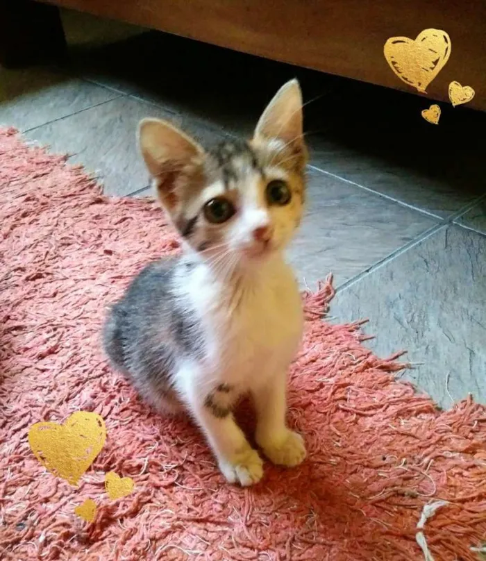 Gato ra a SRD idade Abaixo de 2 meses nome Pititica