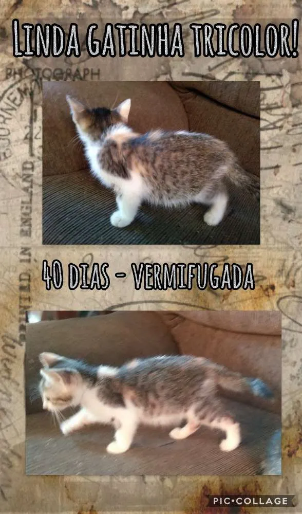 Gato ra a SRD idade Abaixo de 2 meses nome Pititica