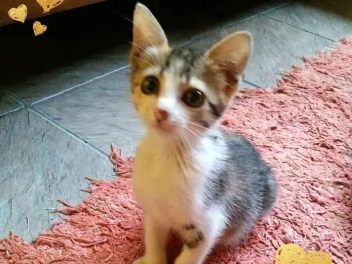 Gato ra a SRD idade Abaixo de 2 meses nome Pititica