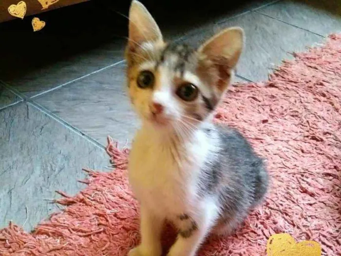 Gato ra a SRD idade Abaixo de 2 meses nome Pititica