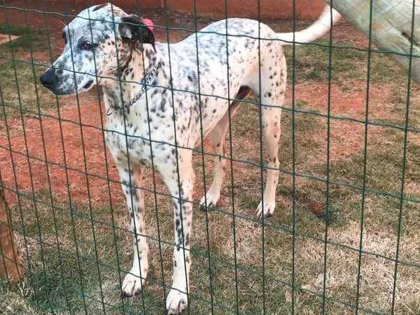 Cachorro ra a Vira-lata idade 2 anos nome Cookie