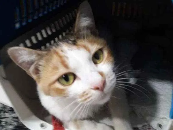 Gato ra a GATA idade 1 ano nome MEL