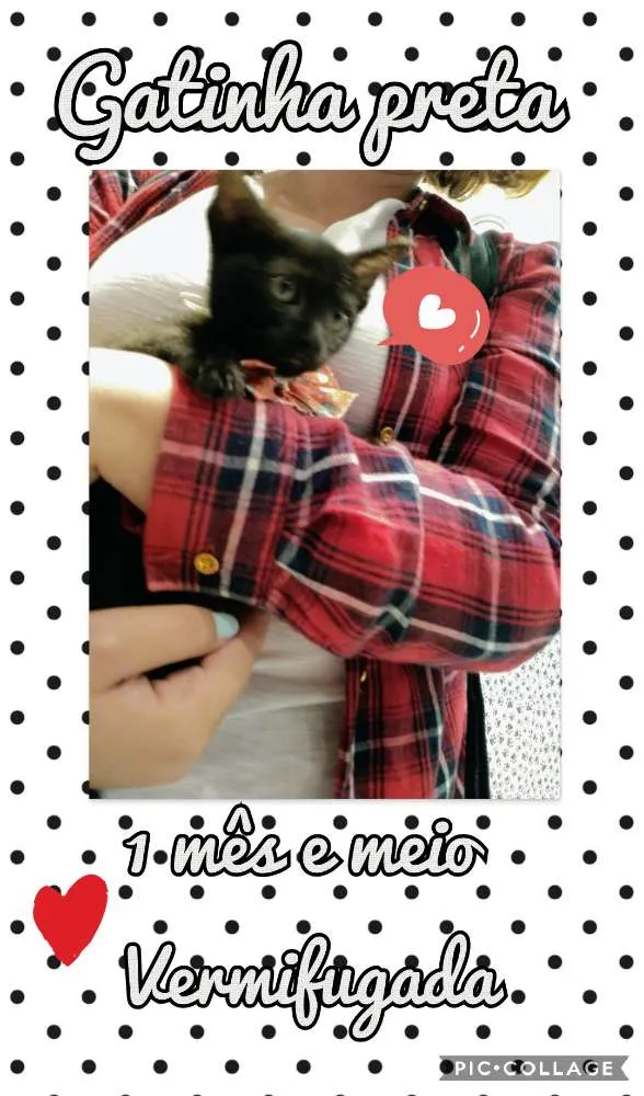 Gato ra a SRD idade 2 a 6 meses nome Pretinha