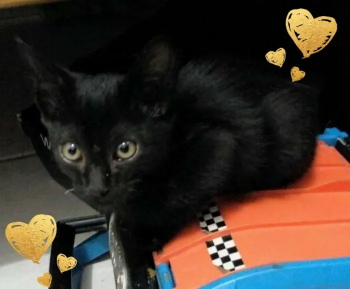 Gato ra a SRD idade 2 a 6 meses nome Pretinha