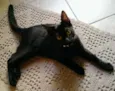 Pretinha