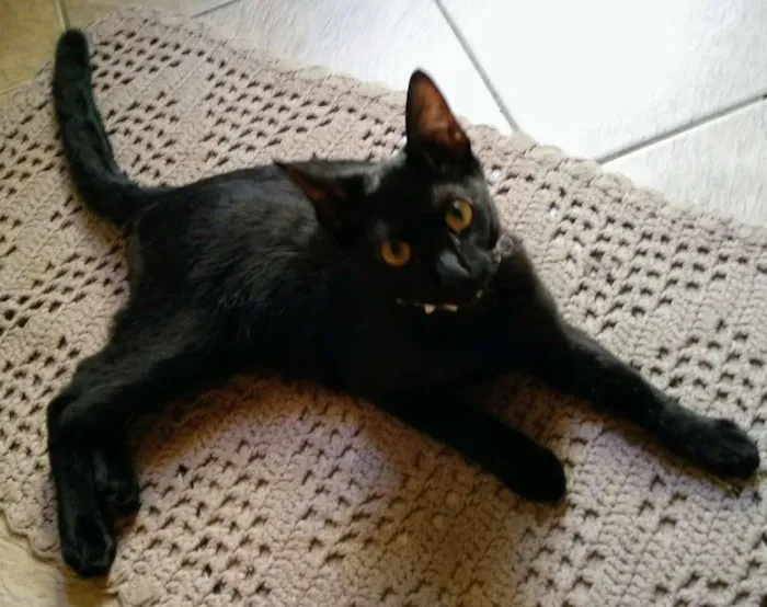 Gato ra a SRD idade 2 a 6 meses nome Pretinha