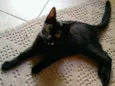 Pretinha
