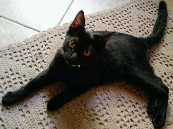 Gato ra a SRD idade 2 a 6 meses nome Pretinha