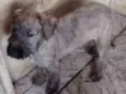 Tico