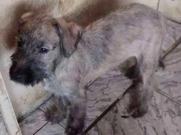 Cachorro ra a indefinida idade 2 a 6 meses nome Tico