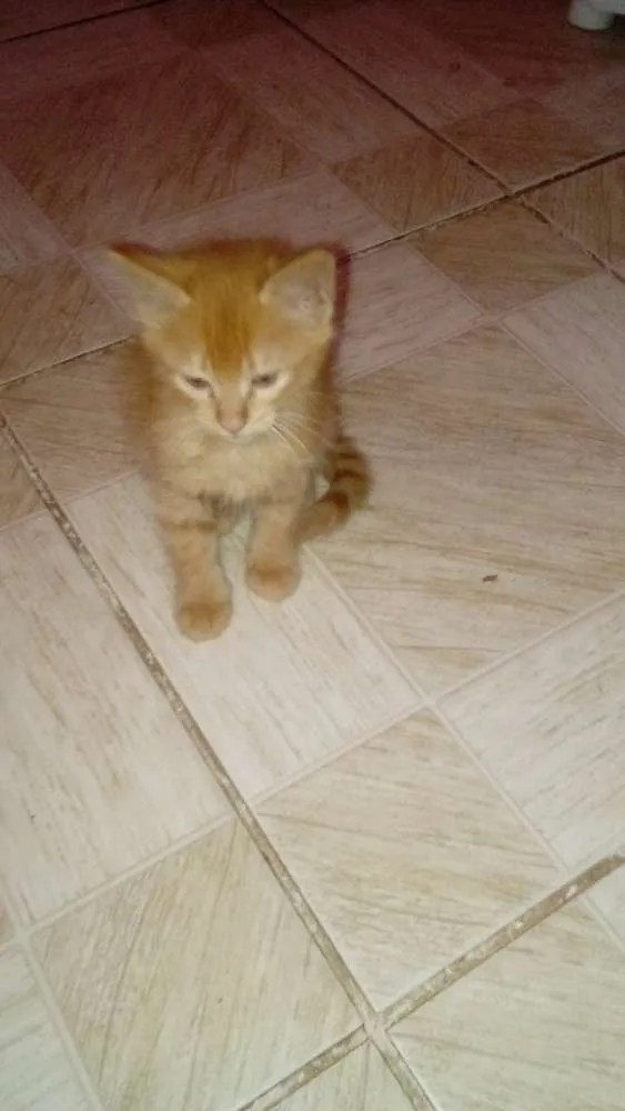 Gato ra a Rnd  idade 2 a 6 meses nome Lasanha 