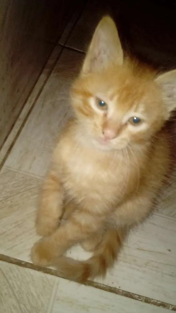 Gato ra a Rnd  idade 2 a 6 meses nome Lasanha 