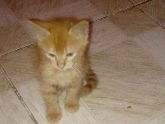 Gato ra a Rnd  idade 2 a 6 meses nome Lasanha 