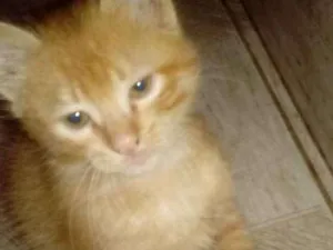 Gato raça Rnd  idade 2 a 6 meses nome Lasanha 