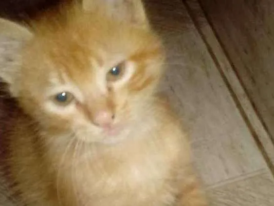 Gato ra a Rnd  idade 2 a 6 meses nome Lasanha 