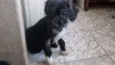 Moniquinha