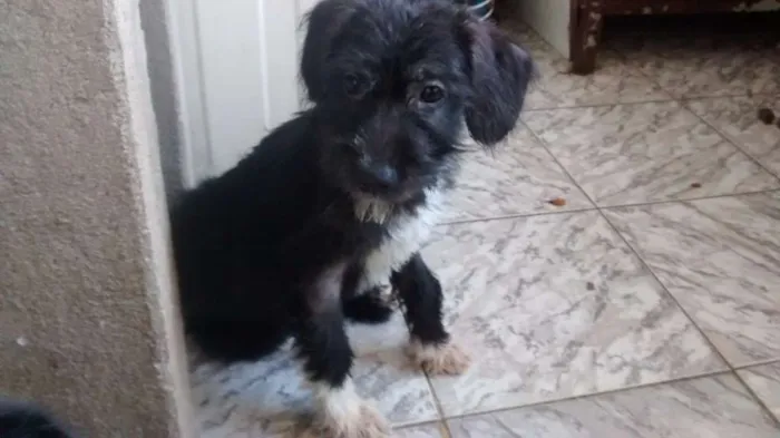Cachorro ra a indefinida idade 2 a 6 meses nome Moniquinha