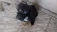 Moniquinha