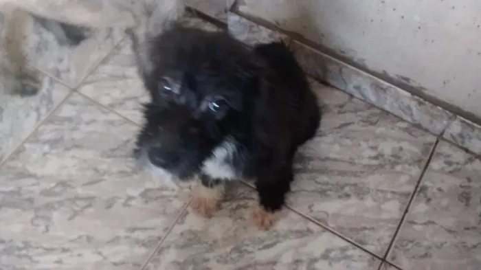 Cachorro ra a indefinida idade 2 a 6 meses nome Moniquinha