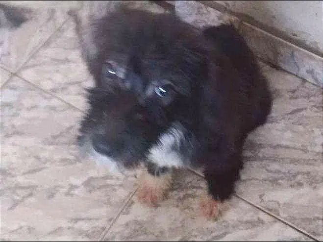 Cachorro ra a indefinida idade 2 a 6 meses nome Moniquinha
