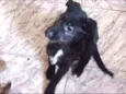Pretinha