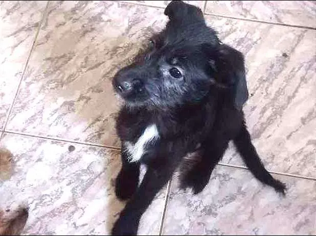 Cachorro ra a indefinida idade 2 a 6 meses nome Pretinha