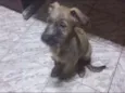 Tico