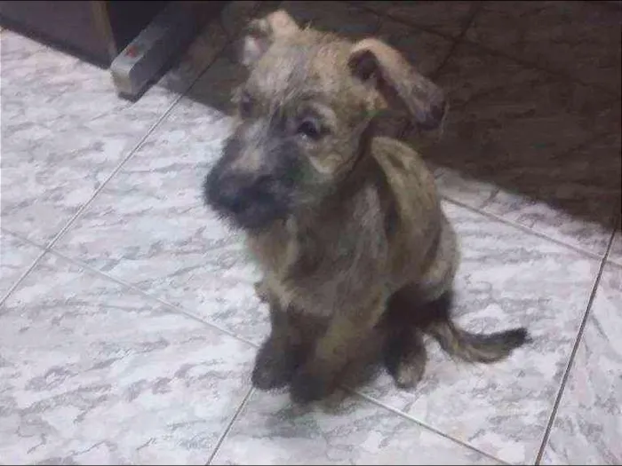 Cachorro ra a indefinida idade 2 a 6 meses nome Tico