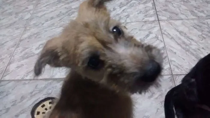 Cachorro ra a indefinida idade 2 a 6 meses nome Teca