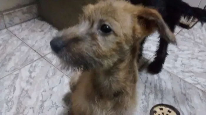 Cachorro ra a indefinida idade 2 a 6 meses nome Teca