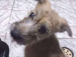 Cachorro raça indefinida idade 2 a 6 meses nome Teca