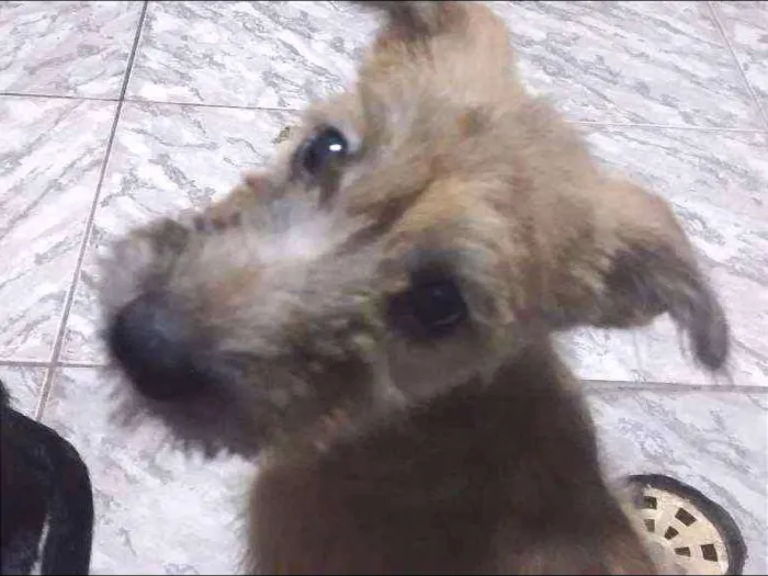 Cachorro ra a indefinida idade 2 a 6 meses nome Teca