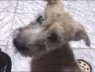 Cachorro raça indefinida idade 2 a 6 meses nome Teca