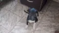 Piti