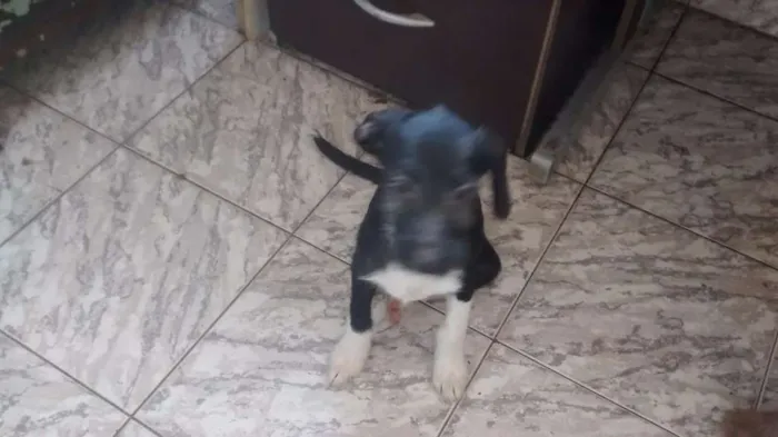 Cachorro ra a indefinida idade 2 a 6 meses nome Piti