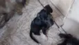 Piti