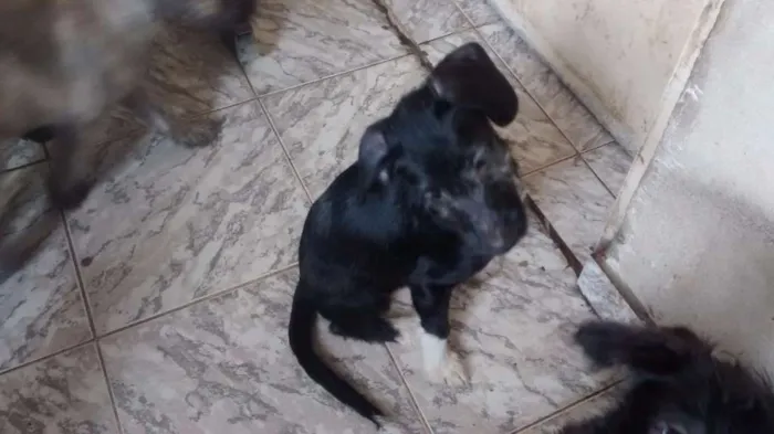 Cachorro ra a indefinida idade 2 a 6 meses nome Piti