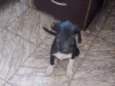 Piti