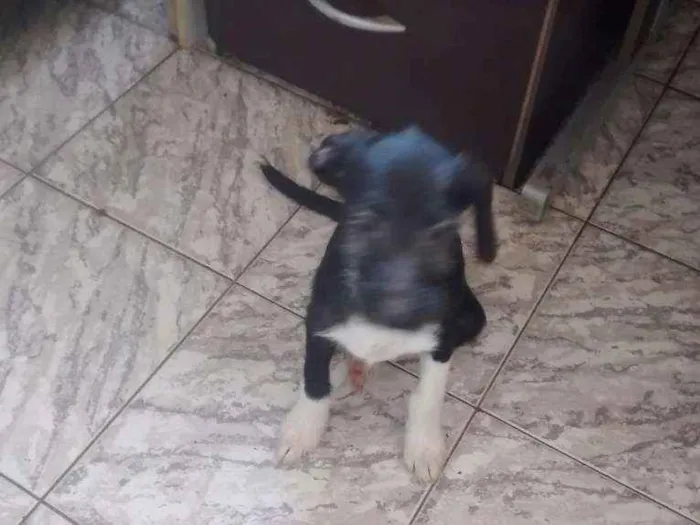 Cachorro ra a indefinida idade 2 a 6 meses nome Piti
