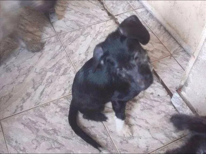 Cachorro ra a indefinida idade 2 a 6 meses nome Piti