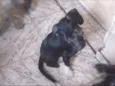 Piti