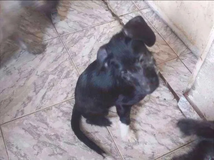 Cachorro ra a indefinida idade 2 a 6 meses nome Piti