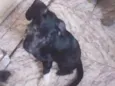 Piti