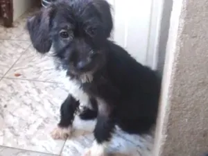 Cachorro raça indefinida idade 2 a 6 meses nome Moniquinha